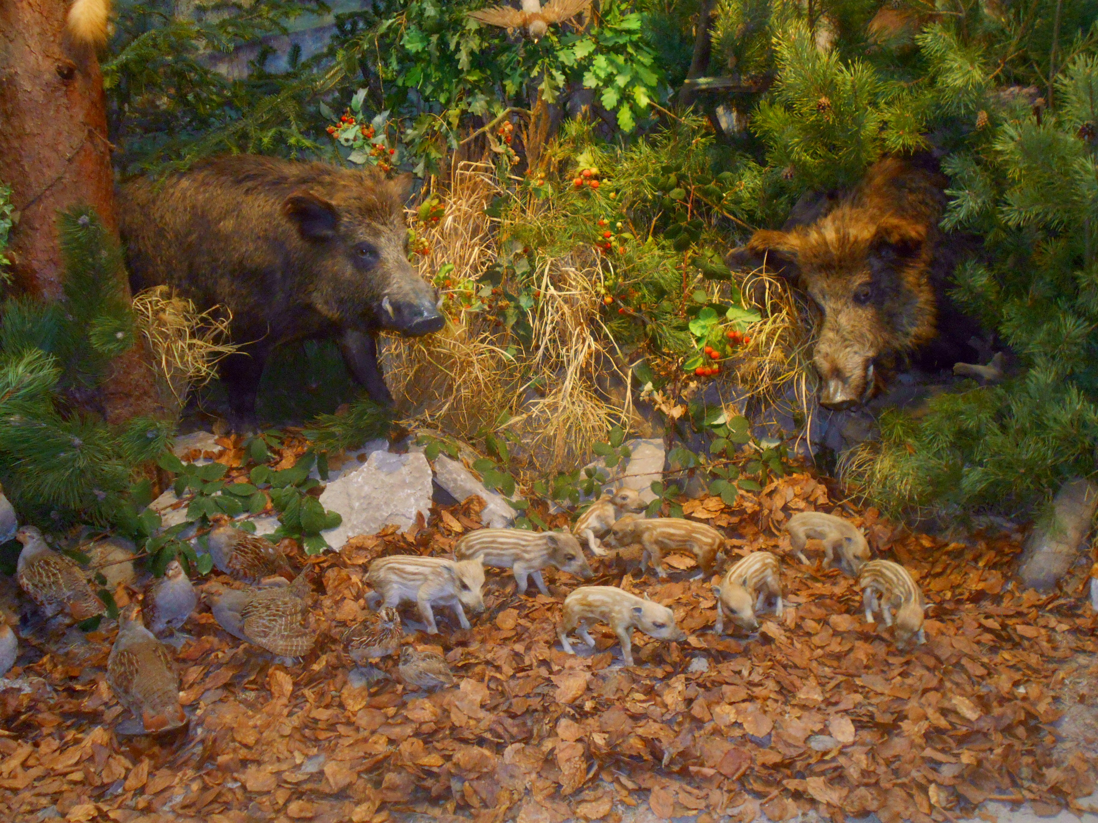 Carl-Schweizer-Museum: Wildschweine