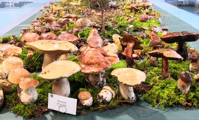 Große Pilzausstellung in Großerlach-Grab